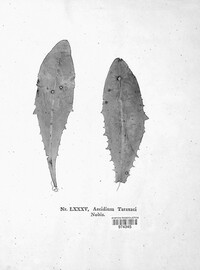 Puccinia variabilis image